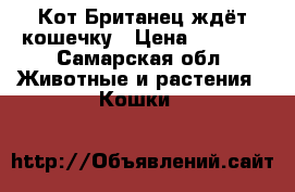 Кот Британец ждёт кошечку › Цена ­ 2 000 - Самарская обл. Животные и растения » Кошки   